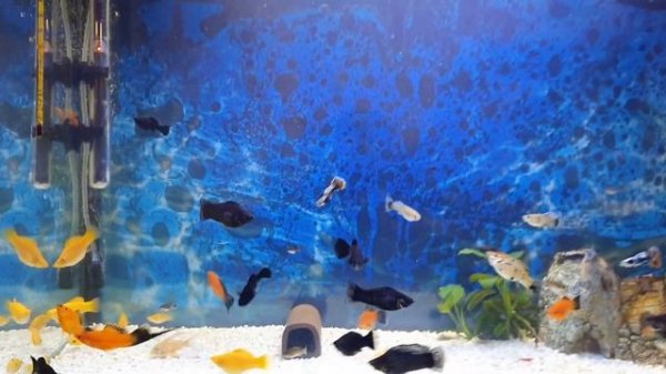 Моллинезия Велифера,  меченосец Берлинский, гуппи Дамбо