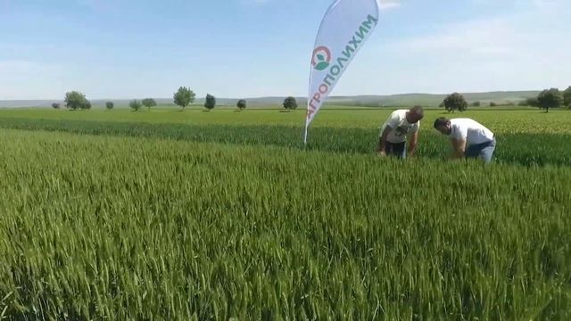 ТЕХНОЛОГИЯТА НА АГРОПОЛИХИМ - РЕНТАБИЛНОСТ И КАЧЕСТВО