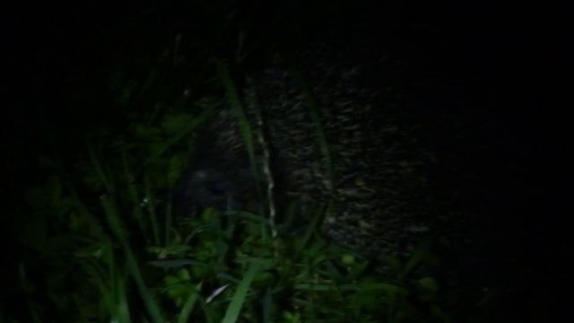 Nocturnal Encounters Pt. VI. смотреть онлайн