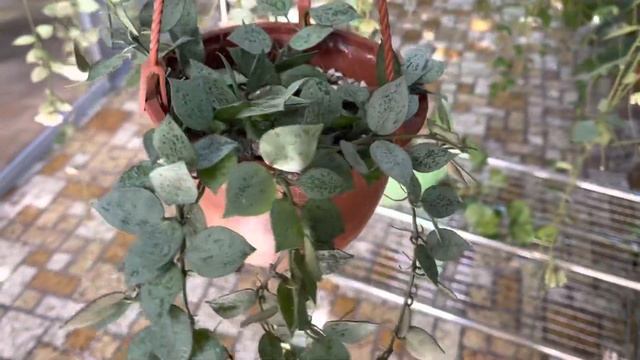 Hoya Krohniana Eskimo Super Silver Collection