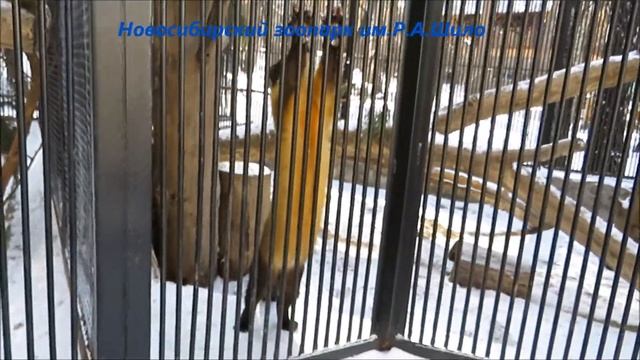Харза в ожидании завтрака 22.04.2021 смотреть онлайн