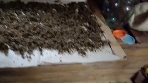 заготовка амаранта на чай