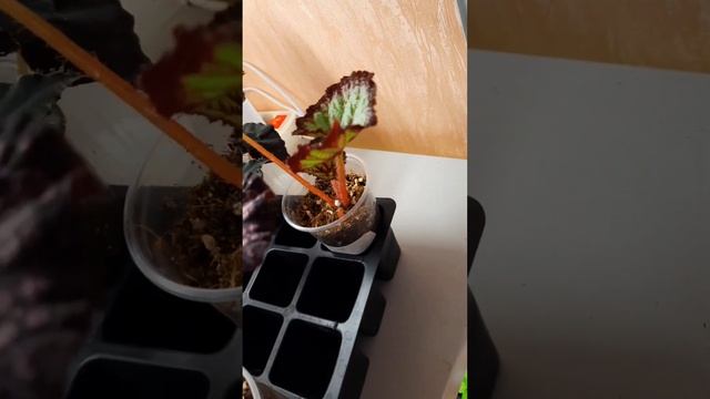 Обзор моих полочек