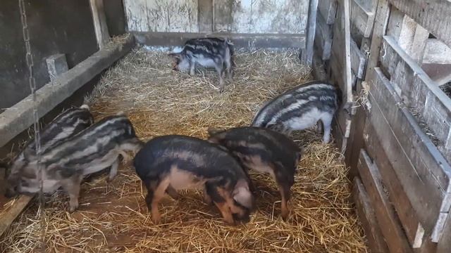 венгерская мангалица,борьба за тыкву смотреть онлайн