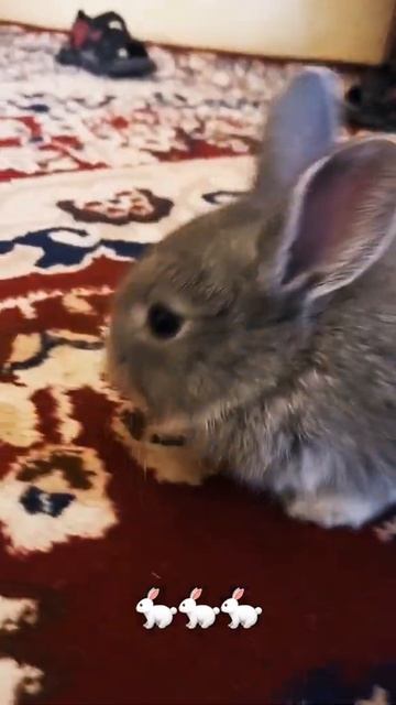 🐇Rabbit.кролик.quyoncha смотреть онлайн