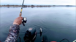 р. Свирь весенняя чехонь