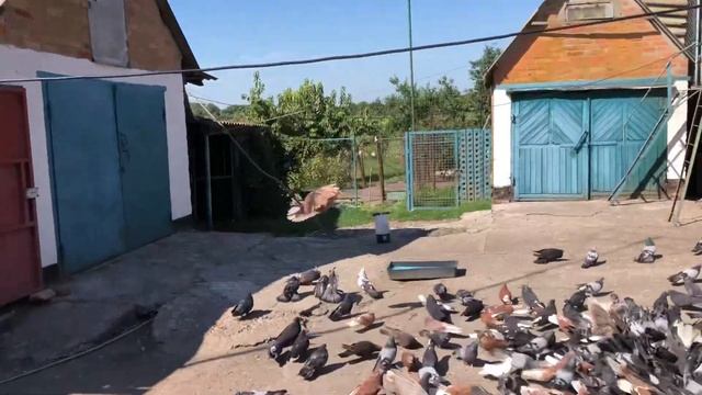Николашками не до жары Основная мафия моя смотреть онлайн