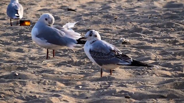 Для тех, кто далеко от моря! Немного релакса смотреть онлайн