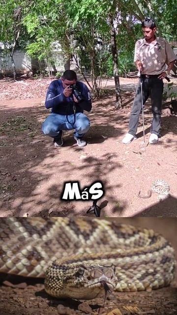 Rattlesnake Photoshoot #snake #wildlife #serpientes
