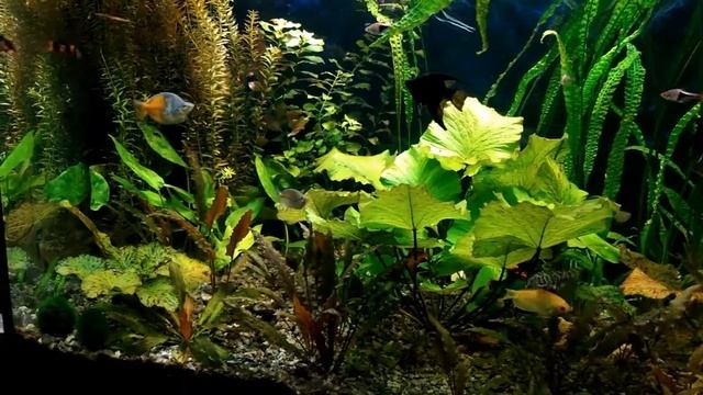 Аквариум без СО2 и УДО 14 08 18 смотреть онлайн