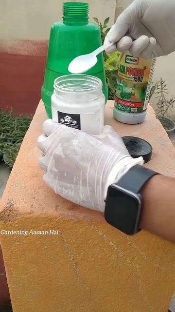 😲Paudhe ko kide se kaise bachaye || Natural pesticides for plants смотреть онлайн