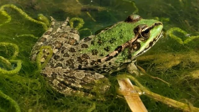 Funny animal sounds around us смотреть онлайн