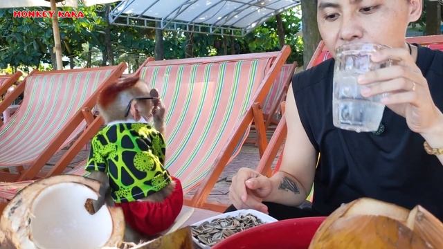 Smart Monkey KaKa is so happy that his Dad took him to drink coconut water смотреть онлайн
