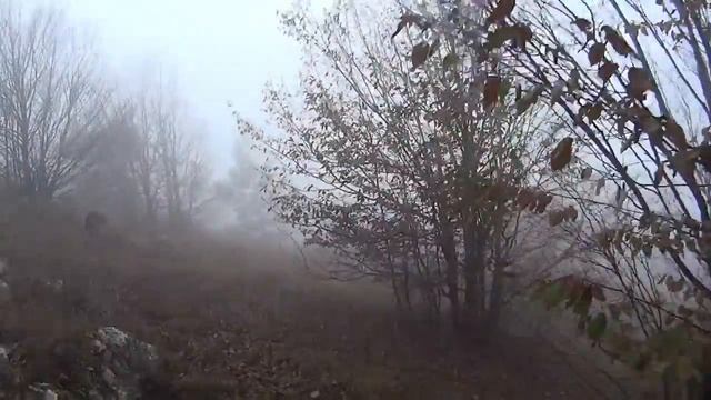 Охота в Крыму на вальдшнепа 2015 г.