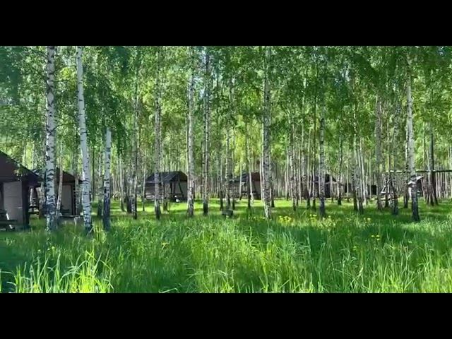 Березовая1 смотреть онлайн