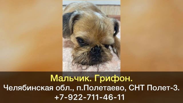 Пропала собака! Мальчик. Грифон. Челябинская область, Сосновский р-н, п.Полетаево.