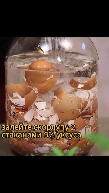 Вы используете яичную скорлупу неправильно!!! #огород #дача #подкормка #урожай #яичнаяскорлупа