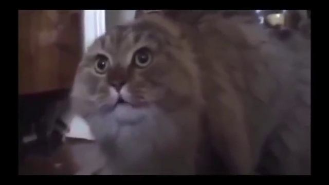 Смешной кот меукает под ремикс смотреть онлайн