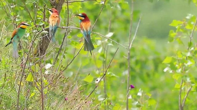 The European bee-eater is at its nest. Sandberg region - Slovakia (Merops apiaster) смотреть онлайн