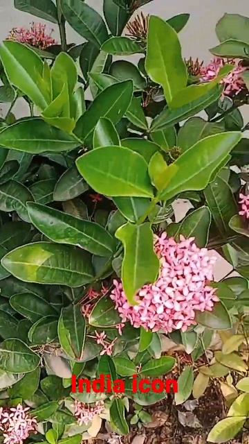 ixora flower plant смотреть онлайн