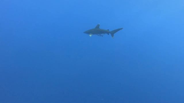 Longimanus pass by in the Red Sea November 2022 смотреть онлайн