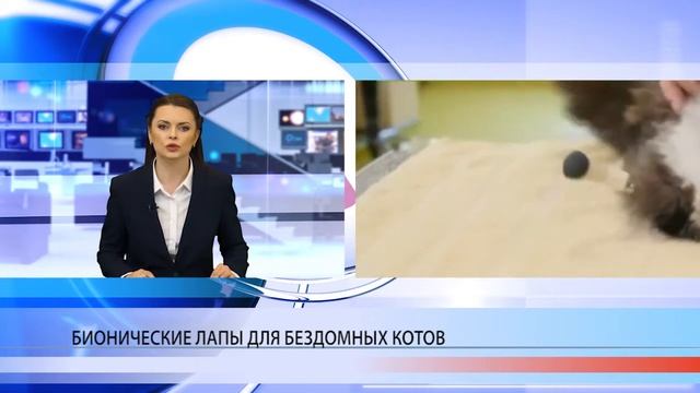 Искусственные лапы для бездомных котов