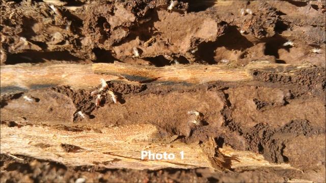 Termites. Hetrotermes or Coptotermes? смотреть онлайн