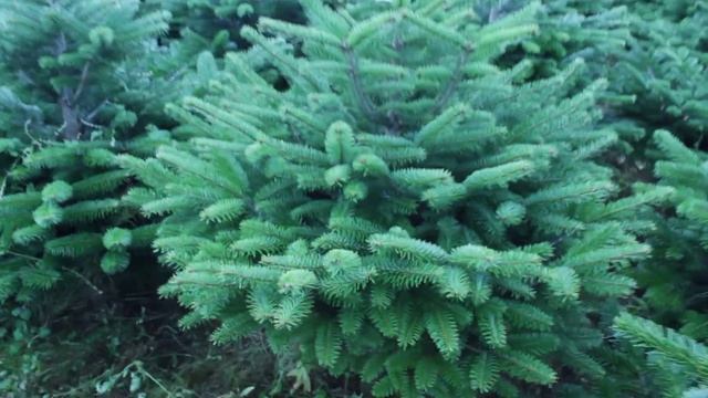 16 051 Пихта Нордмана срезанная 1.25 - 1.50 м смотреть онлайн