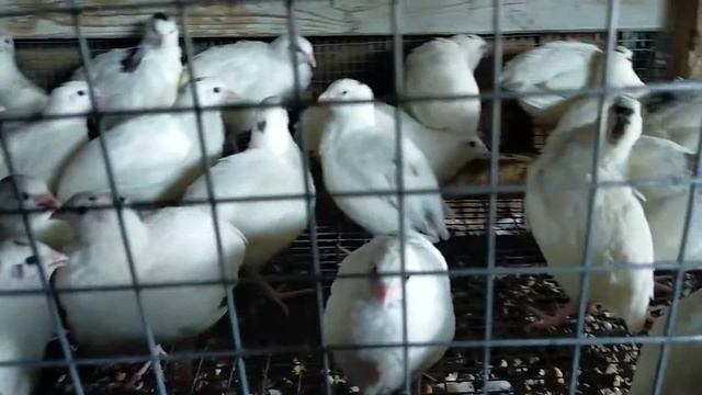 Как выросли перепелки в 1 месяц. Мы показывали их 4-х дневными смотреть онлайн