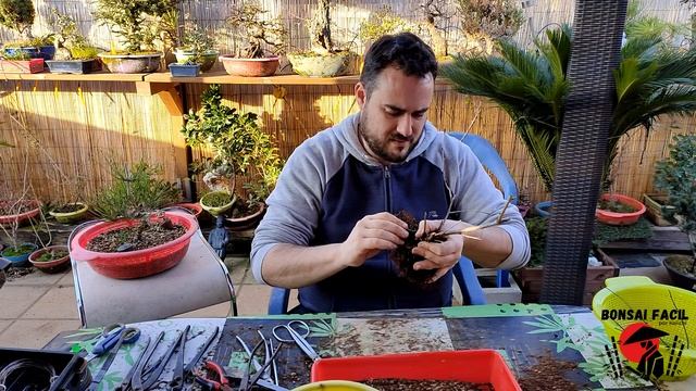 Bonsai de Cerezo Japones desde planton смотреть онлайн