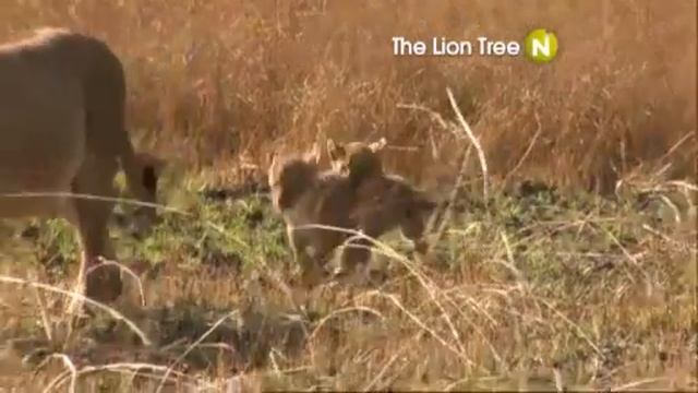 Viasat Nature Scandinavia - The Lion Tree promo смотреть онлайн