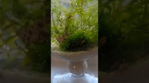 Самый быстрый и дешевый способ борьбы с червями планариями в аквариуме креветочнике - рыбки цихлиды