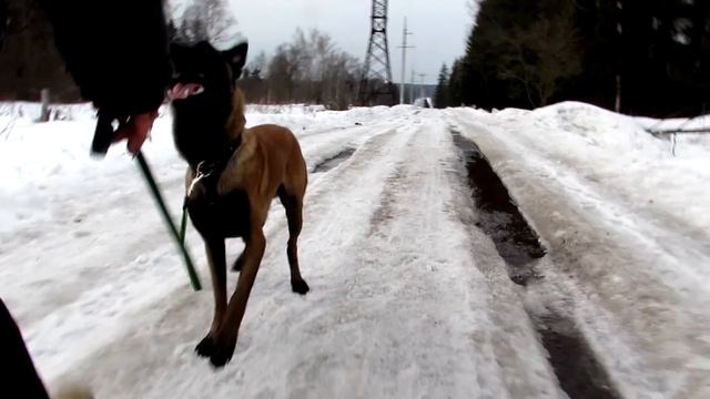 Рэкки и Сенька послушание март 2017 смотреть онлайн