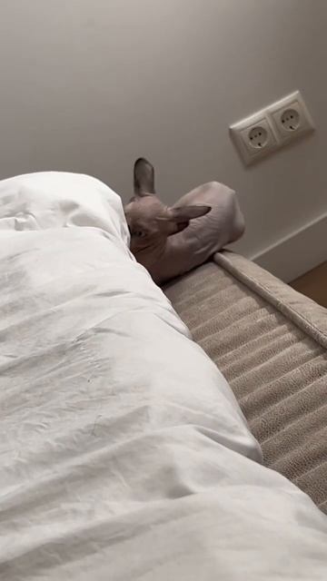 Марсель в бешенстве 😈 #sphynx #сфинкс #котенок #kitten #shortscat #кошки смотреть онлайн