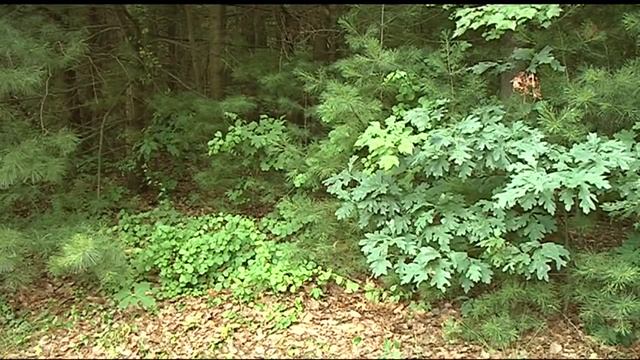 Insurance companies may have to soon cover Lyme disease treatment смотреть онлайн