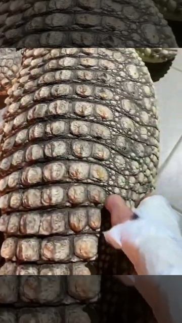 Крокодилы боятся щекотки #смешно #топ #жиза #смех #смешноевидео #мем