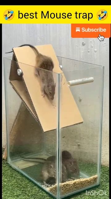 best Mouse trap 🪤🪤🐀🐀 2024🤣🤣 #shortsfeed #shortsviral #shorts #youtubeshorts смотреть онлайн