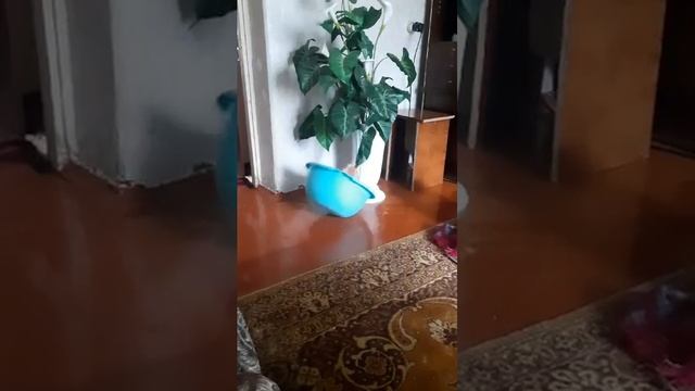 Рыжик и Малыш -2 брата акробата! смотреть онлайн