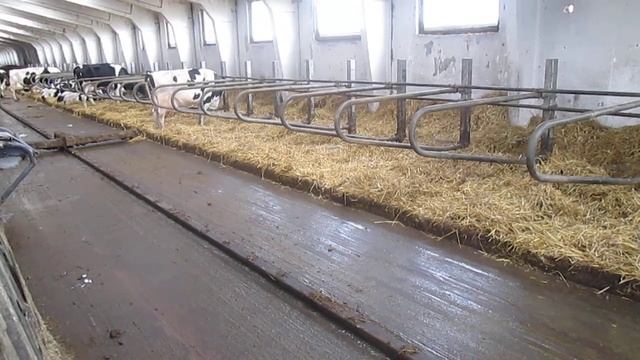 Работа системы навозоудаления. Минск 2014 год. смотреть онлайн