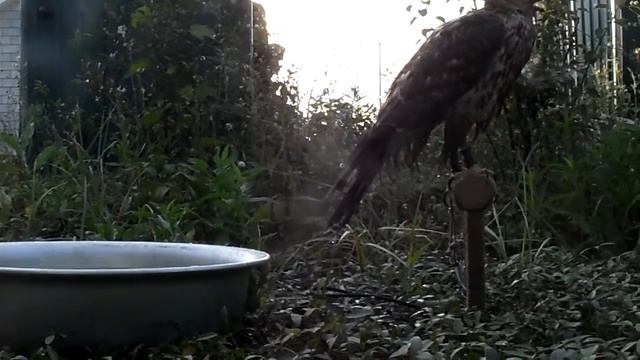 Ястреб-тетеревятник! крик Ястреба.искупался чуток! смотреть онлайн