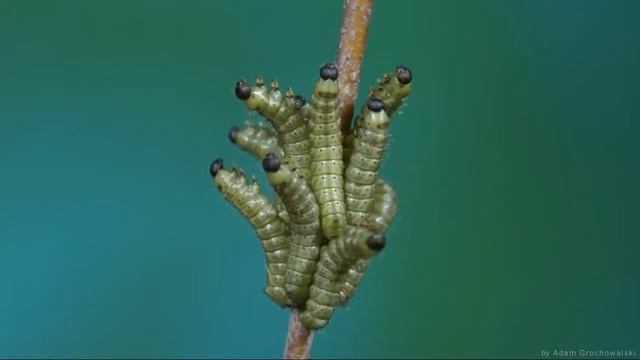 Endromis versicolora - Nasierszyca różnobarwna - Polilla de abedul смотреть онлайн