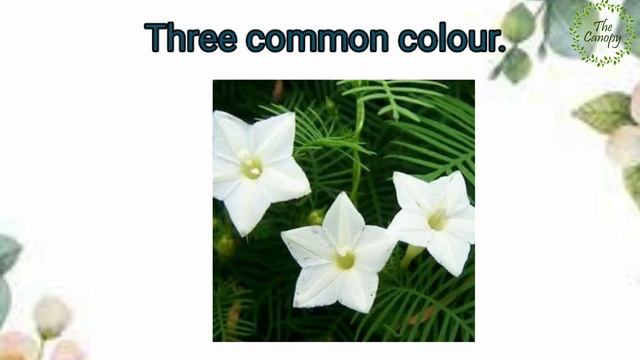 Cypress Vine....small but beautiful creeper. смотреть онлайн