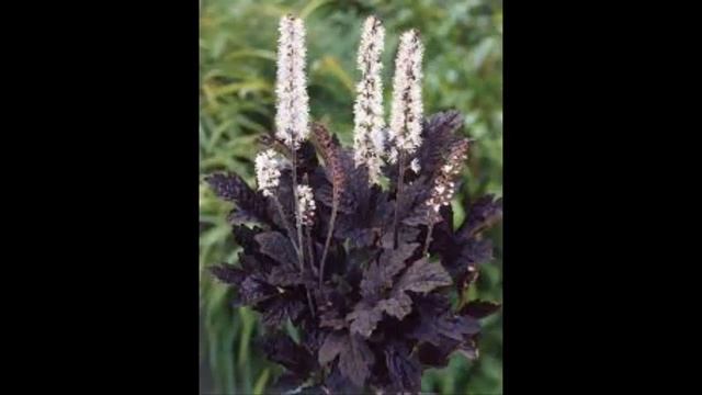 #Цимицифуга #Cimicifuga Garden flowers220 Декоративные растения смотреть онлайн