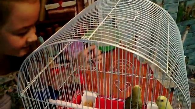 Мои попугайчики смотреть онлайн