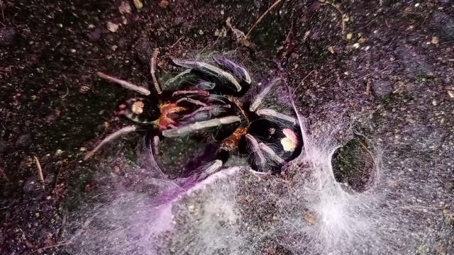 Giao Phối Trinidad Dwarf Tiger Nữ 2