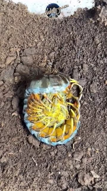 Интересные факты