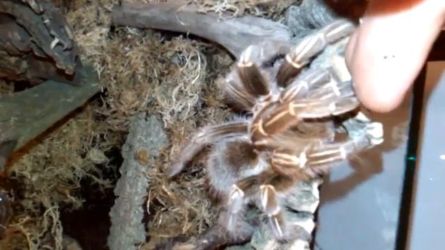 Thork's Birdeaters. Aphonopelma Seemanni Adult Female goes home. смотреть онлайн
