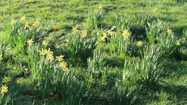 Delightful Daffodils at Sunrise over River Anker смотреть онлайн