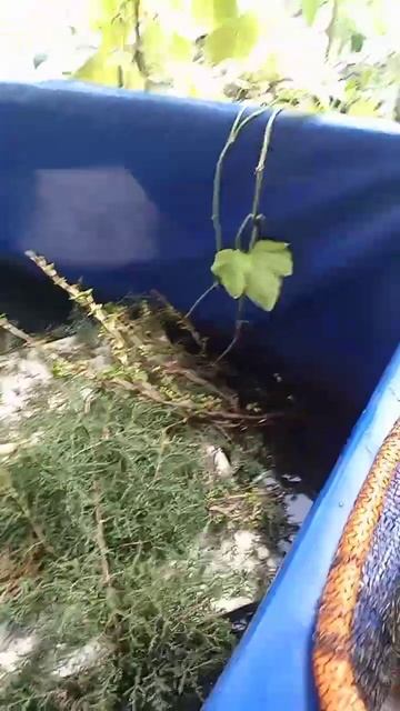 Африканский клариевый сом. Эксперименты дяди Вити 18.04.2023