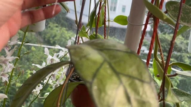 Hoya garden tour| New Hoyas and flowers added! 🌸🌿 смотреть онлайн